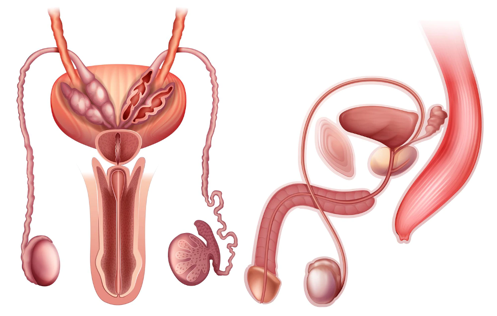 Anatomi fisiologi penis